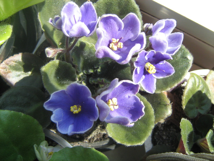 Caraibean blue - violete