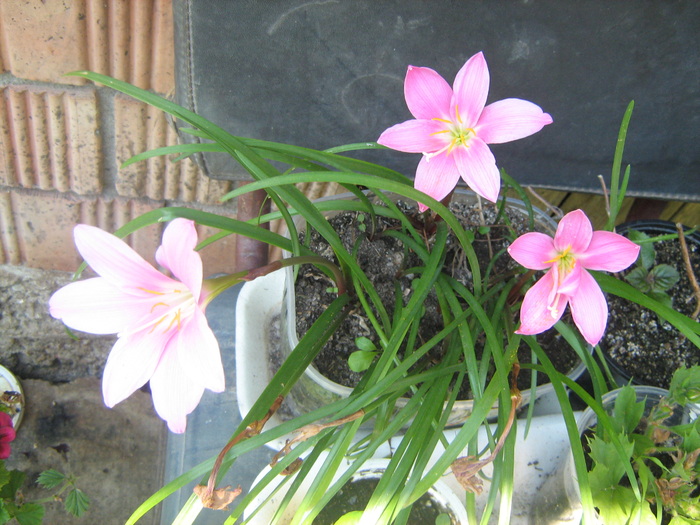 Picture 194 - floricele