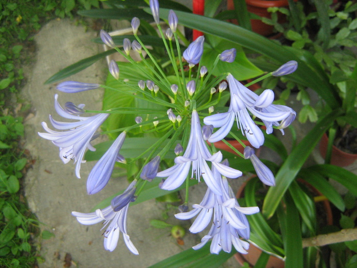 crin african - floricele