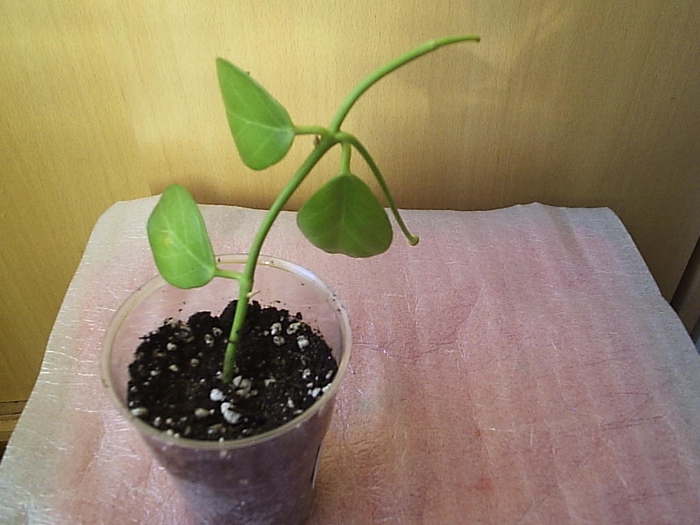 03.11.2010 - Hoya obscura longipedunculata