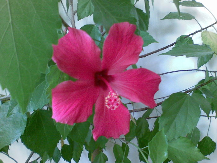 04112010(003) - Hibiscus