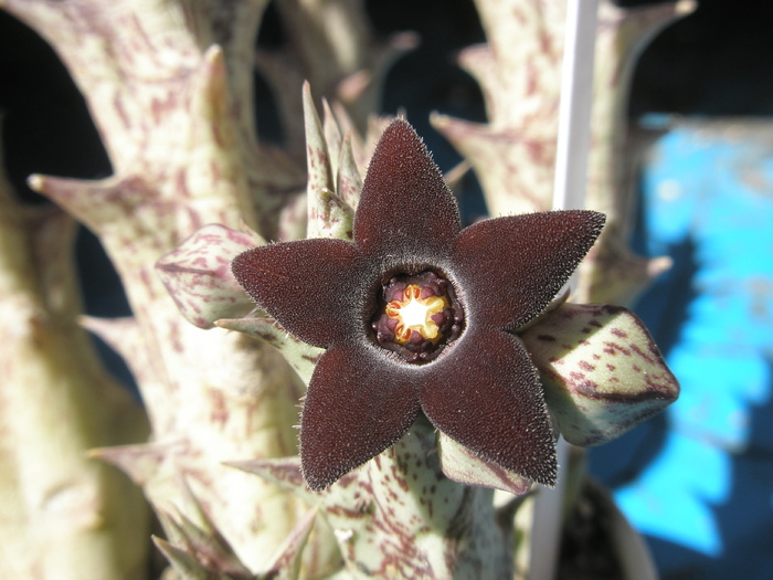 Caralluma hesperidum - 21.07.2009; Autor: Andre
Planta mea provine de la Gino
