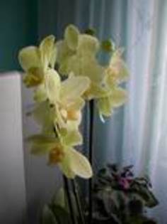 Orhidee Phalaenopsis - Orhidee