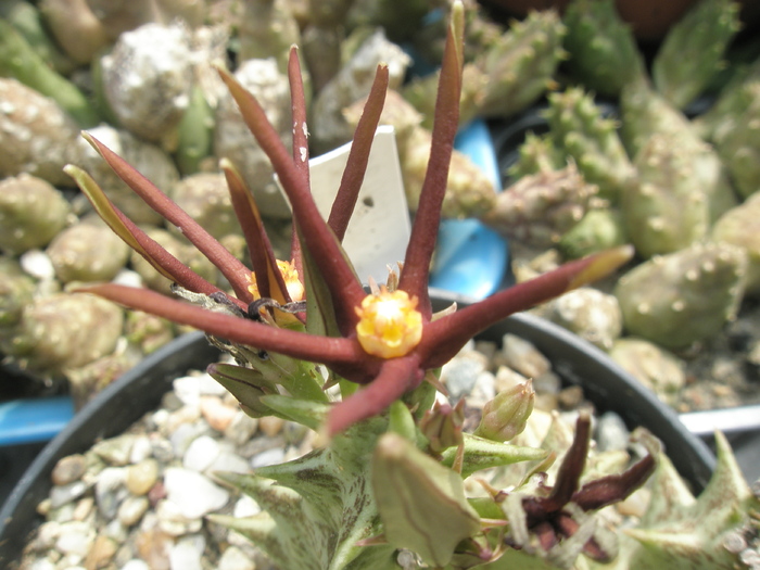 Caralluma meintjetsiana; Colectia Andre
