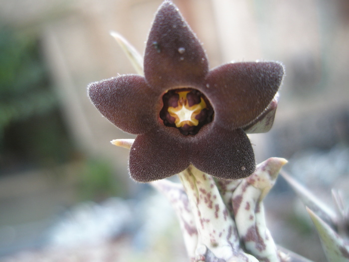 Caralluma hesperidum - floare; Autor: Andre
