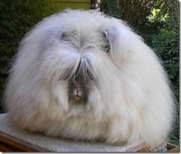 angora_rabbit_thumb[13]