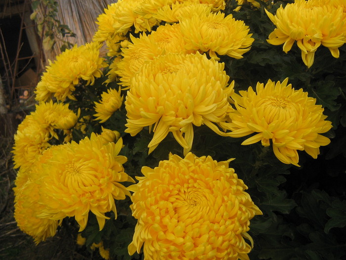 Olymp Yellow