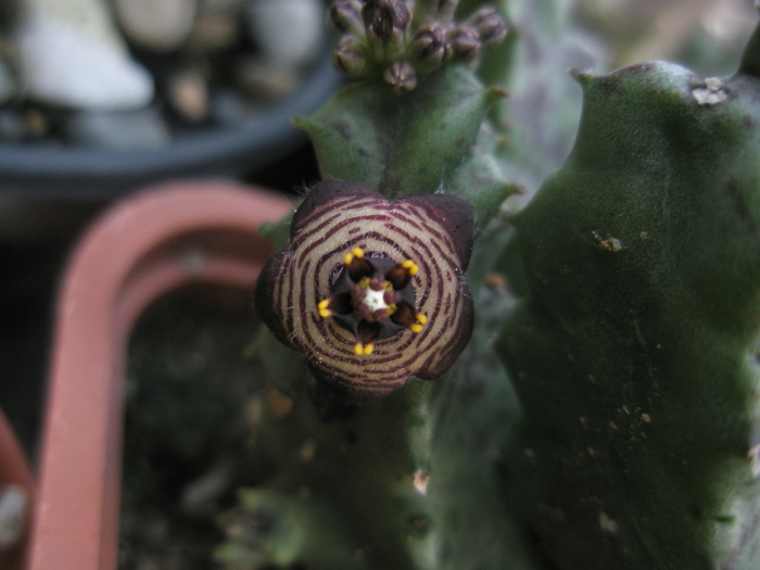 Caralluma europaea - europaea