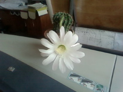 cactus la biroul Laviniei - Florile mele