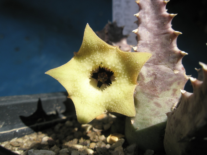 Huernia primulina - floare; Colectia Andre
