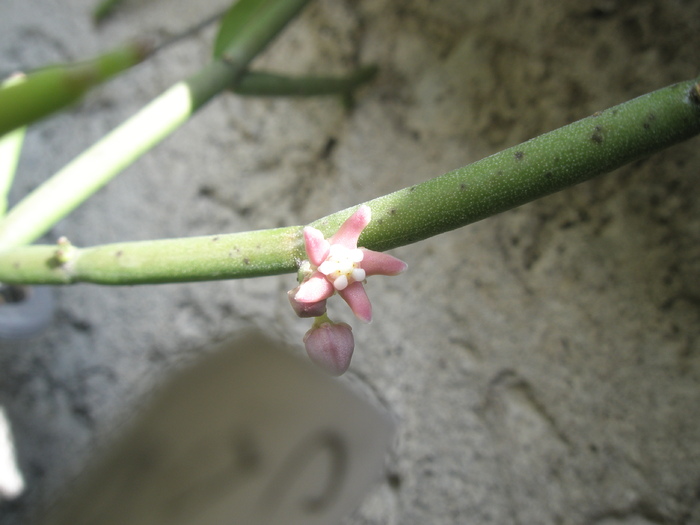 Sarcostema vanlessenii; Colectia Andre
