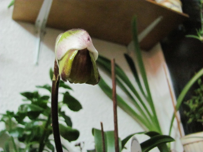 Paphiopedilum 1-4 nov 2010 002 - Orhidee