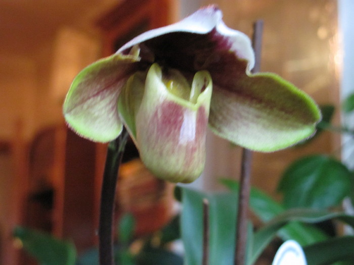 Paphiopedilum 1-4 nov 2010 007 - Orhidee
