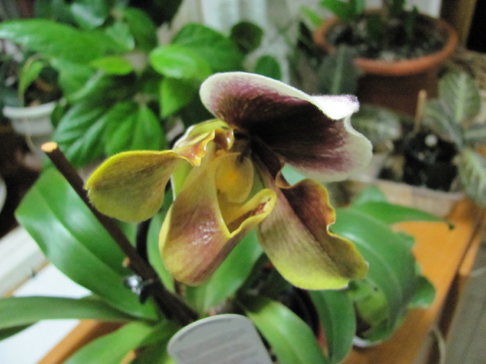 Paphiopedilum 1-4 nov 2010 008