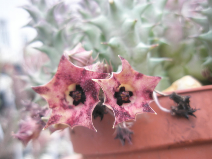 Huernia macrocarpa; Colectia Andre
