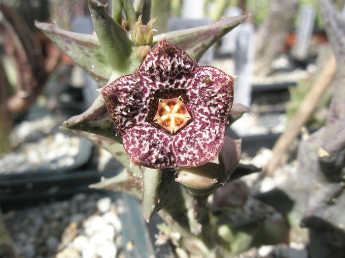 Orbea carnosa ssp. keithii PVB 6614 - 27.07; Colectia Andre
