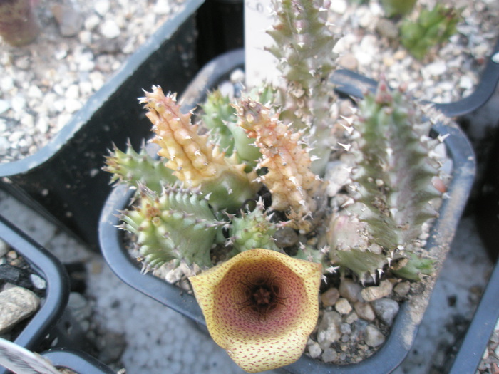 Tavaresia grandiflora; Colectia Andre
