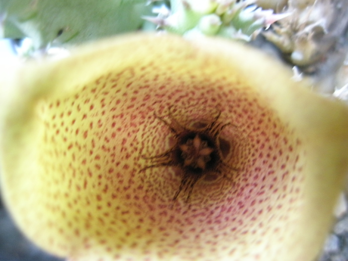 Tavaresia grandiflora - floare - Tavaresia grandiflora