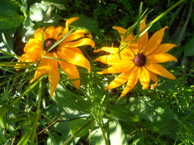 rudbeckia - 8  toamna 2010