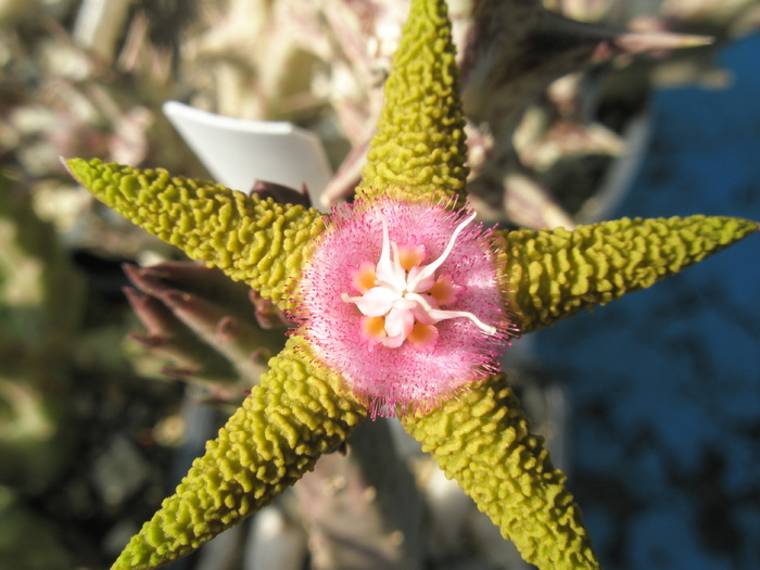 Stapelia flavopurpurea - floare; Colectia Andre
