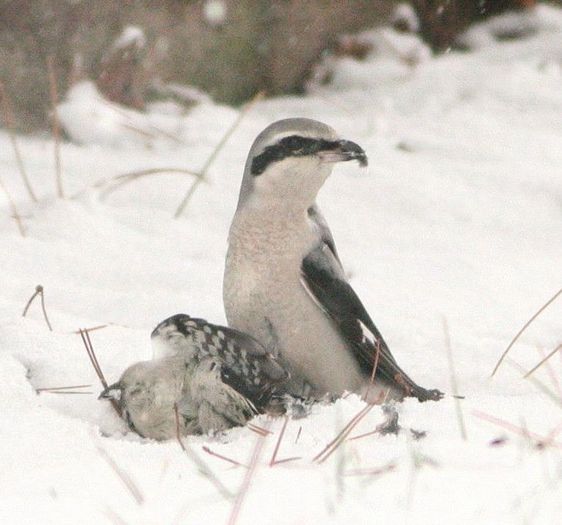 D040459f1_shrike,woodpecker_(c)DaveSpier - Poze internet