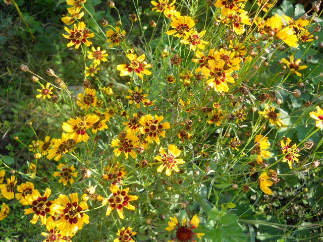 gaillardia - 8  toamna 2010