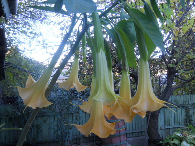 brugmansia - 8  toamna 2010