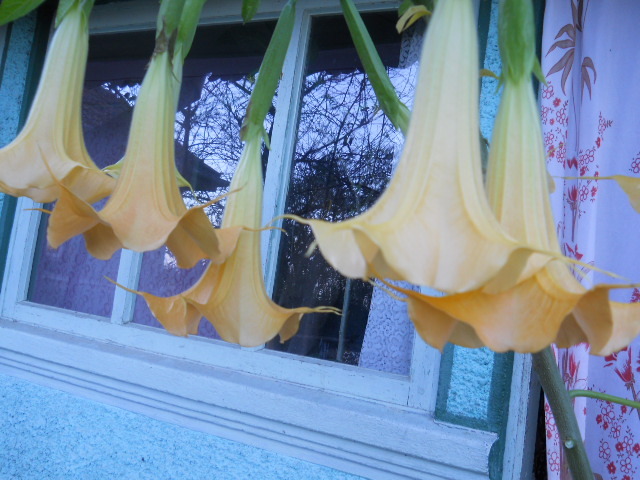 brugmansia