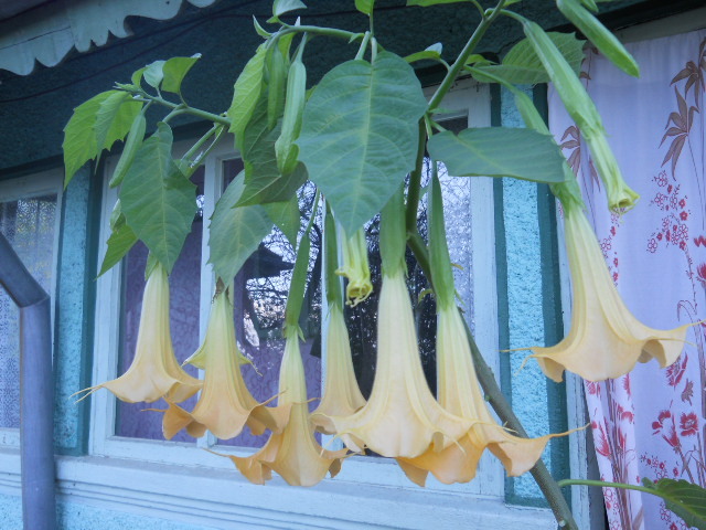 brugmansia