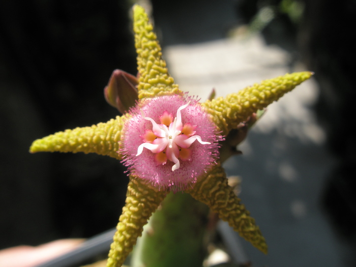 Stapelia flavopurpurea - flavopurpurea