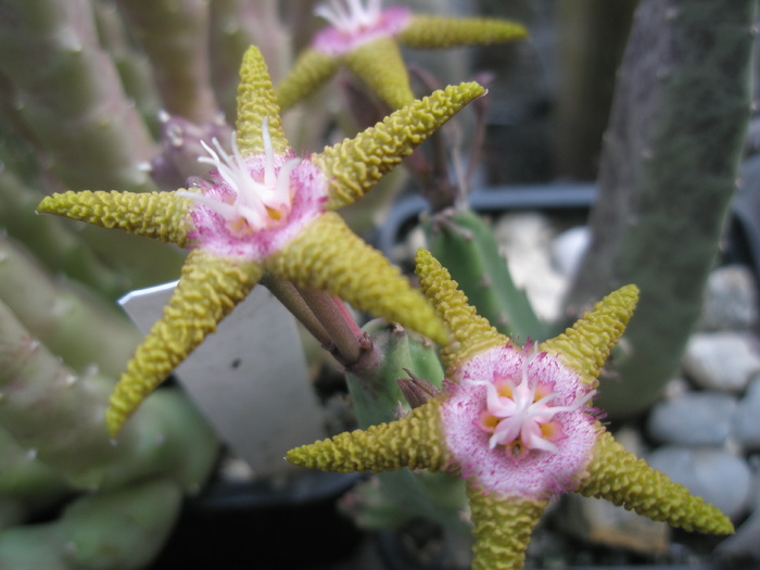 Stapelia flavopurpurea; Colectia Andre
