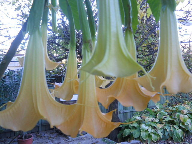 brugmansia