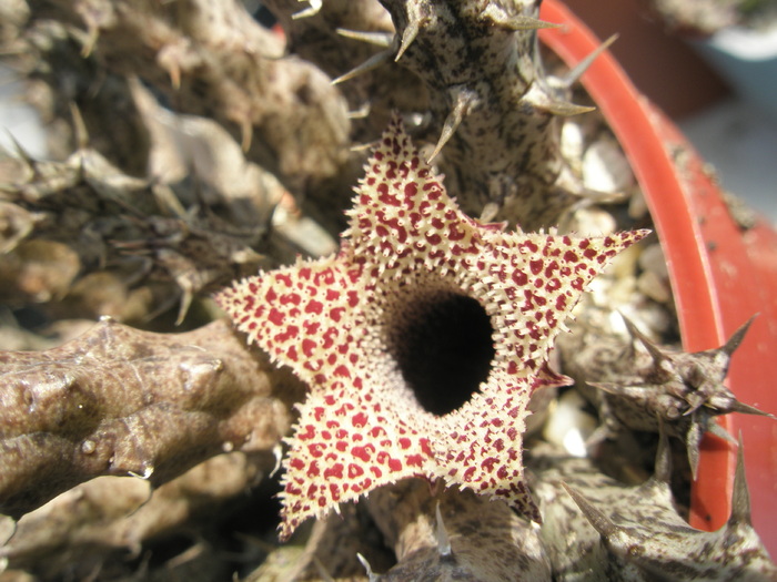 Stapelianthus decary - floare; Colectia Andre
