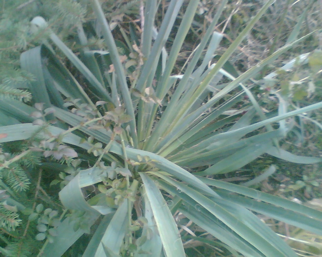 yucca de gradina - Yucca