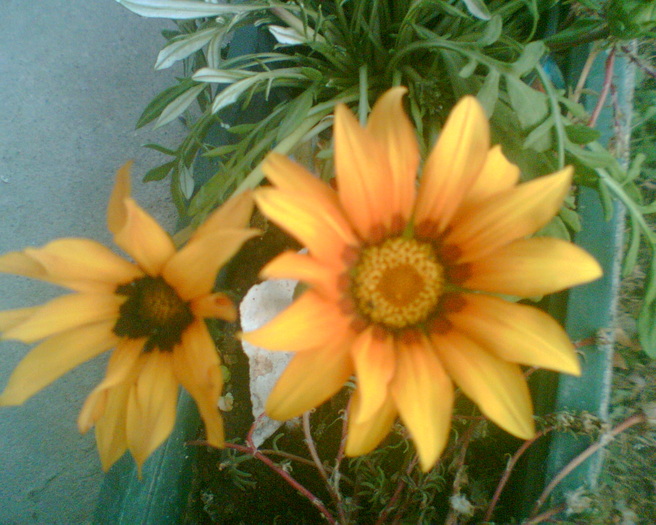 Imag029 - Gazania