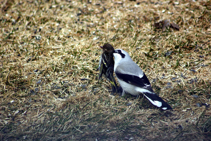 northern-shrike1 - Poze internet