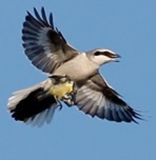 shrike