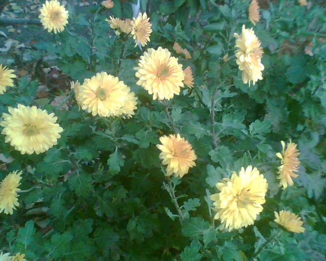 Imag008 - Crizanteme si tufanele
