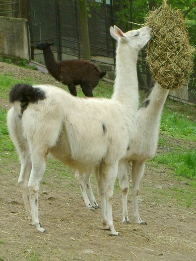 lama., - animale de ornament si productie