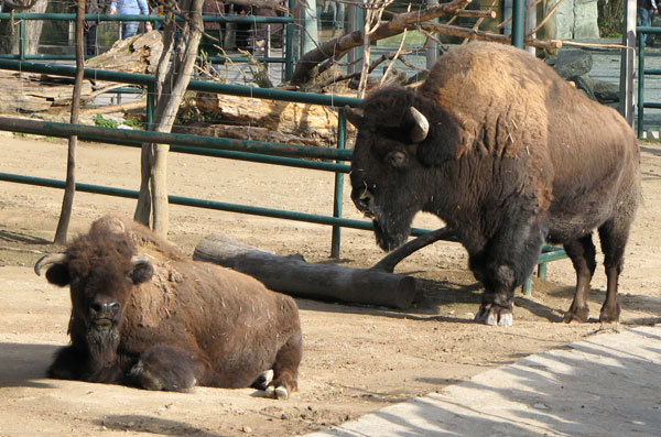 bizon - animale de ornament si productie