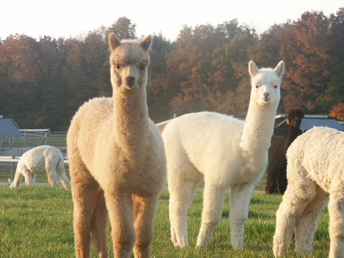 _alpaca - animale de ornament si productie