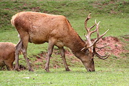 cerbul rosu - animale de ornament si productie