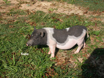 porc vietnamez - animale de ornament si productie