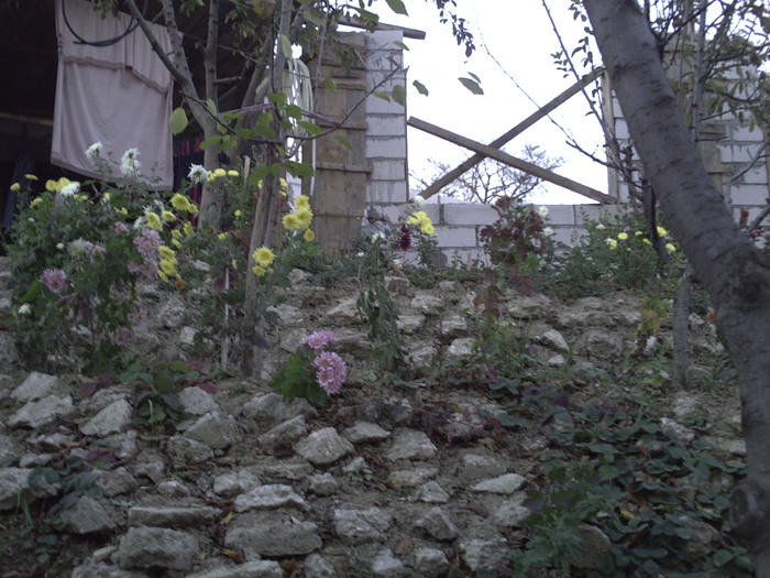 PICT0033 - crizanteme-2010