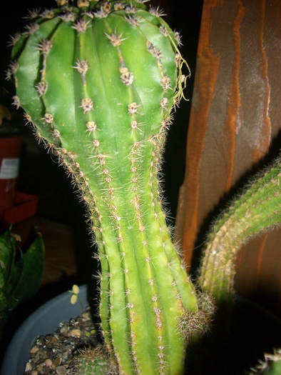 cactus1 - cactusi si suculente