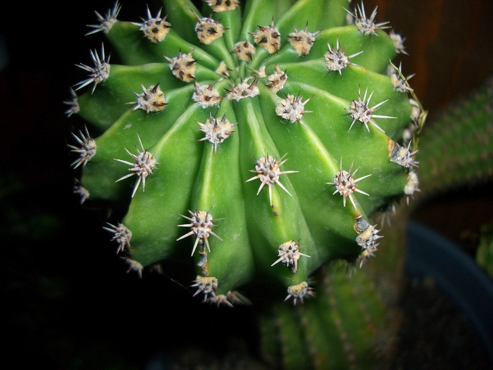 cactus3 - cactusi si suculente