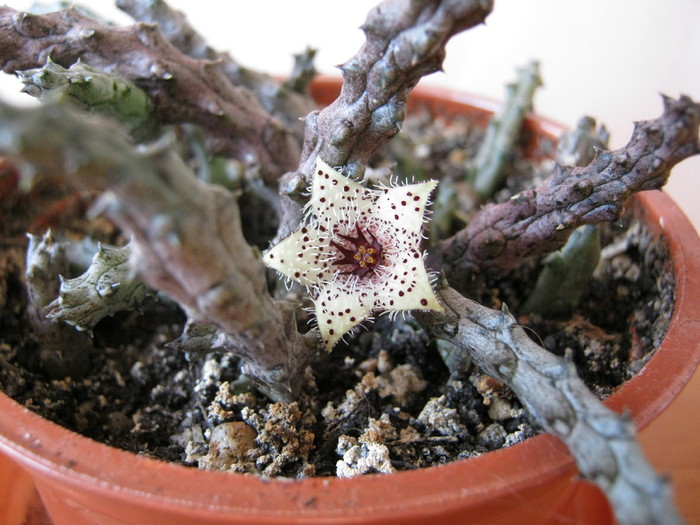Stapelianthus madagascariensis (1) - Asclepiadaceae