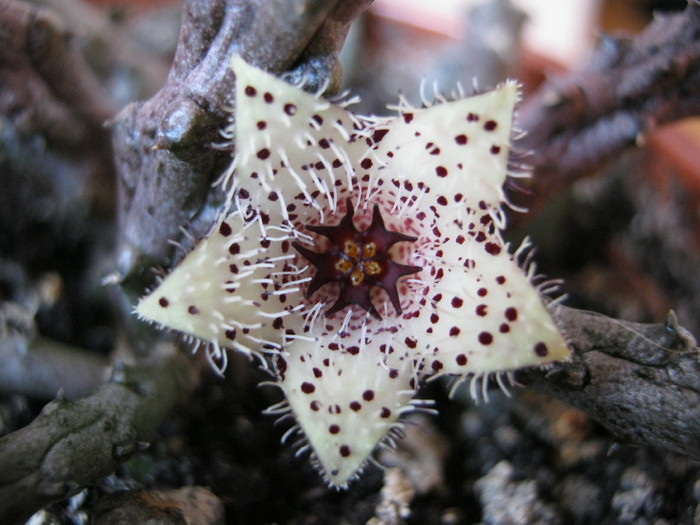 Stapelianthus madagascariensis (11) - Asclepiadaceae