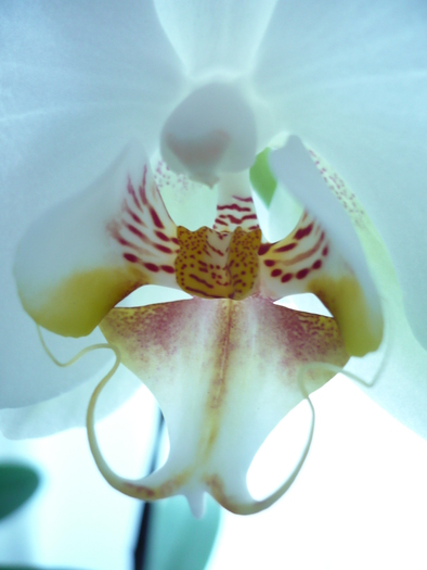 031 - orhidee
