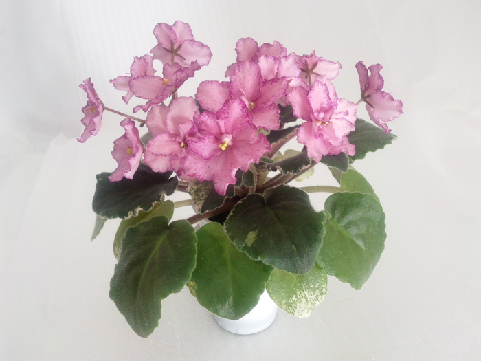 Photo3528; Buckeye Cherry Toping
